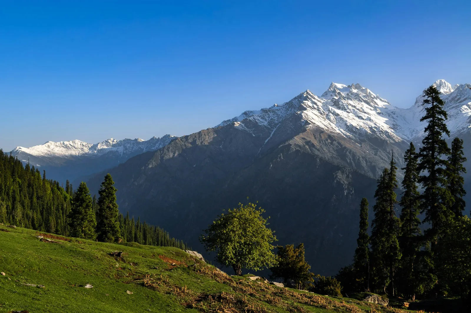 Pine forest and river in the Parvati Valley, Kasol Himachal